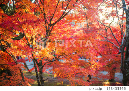 Colorful maple leaf touch sunlight at Nanzen-ji in autumn, Kyoto 138435566