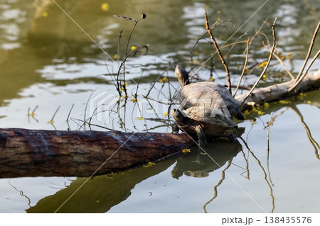 Two Red Eared Terrapin Turtle couple on driftwood over pond 138435576