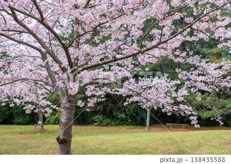 Cherry sakura bloom at Fukuoka Uminonakamichi Seaside Park 138435588