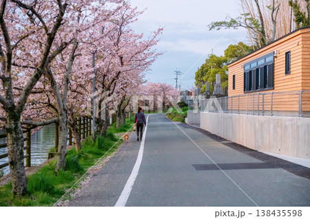 dog walk with woman along pink cherry sakura tunnel road, Yanagawa dog walk with woman along pink cherry sakura tunnel road, Yanagawa 138435598
