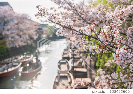 Cherry sakura tree tunnel along suigo river at sunset, Yanagawa 138435600