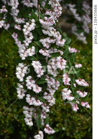 サラサウツギの花 サラサウツギの花 138435666