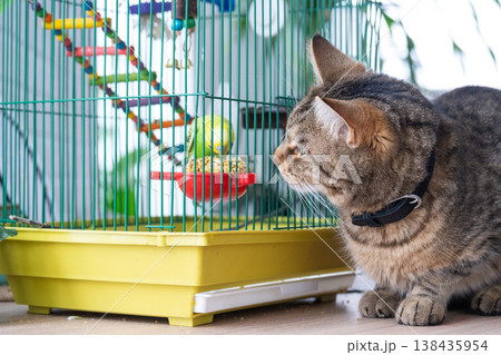 Domestic cat sits by birdcage watching parrot, interspecies interaction, stress and hunting instinct, how pets coexist at home. Domestic cat sits by birdcage watching parrot, interspecies interaction, stress and hunting instinct, how pets coexist at home. 138435954