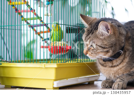 Cat faces caged parrot at home, interaction can bring tension or hunting instinct, need for supervision and safety in shared pet environment. Cat faces caged parrot at home, interaction can bring tension or hunting instinct, need for supervision and safety in shared pet environment. 138435957