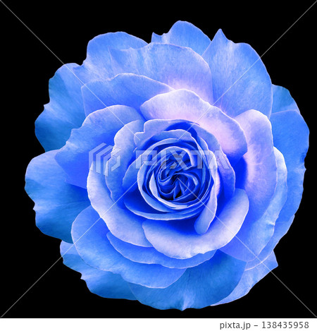 rose flower on black isolated background with clipping path. Closeup. For design. Nature. rose flower on black isolated background with clipping path. Closeup. For design. Nature. 138435958