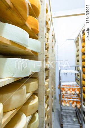 Cheese shelves full of large wheels, farm cheese business, careful aging in cool storage, artisan production, ripening, dairy tradition, local product. Cheese shelves full of large wheels, farm cheese business, careful aging in cool storage, artisan production, ripening, dairy tradition, local product. 138435965