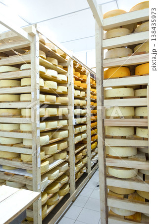 Large scale farmhouse cheese storage, wheels organized for even maturation, artisan business, temperature and humidity monitored, organic dairy process. 138435973