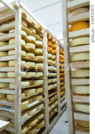 Long corridor of cheese racks in artisanal storage, natural maturation, farm dairy business, premium selection, shelves of different types, organic process. Long corridor of cheese racks in artisanal storage, natural maturation, farm dairy business, premium selection, shelves of different types, organic process. 138435975