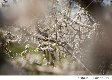 Close-up of blooming almond flowers with soft bokeh and natural sunlight in a spring garden Close-up of blooming almond flowers with soft bokeh and natural sunlight in a spring garden 138435979