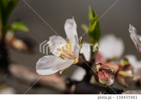 Close-up of blooming almond flowers with soft bokeh and natural sunlight in a spring garden Close-up of blooming almond flowers with soft bokeh and natural sunlight in a spring garden 138435981