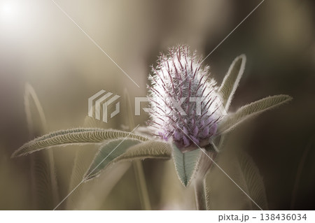 Beautiful clover flower on green background. Shallow depth of field. Close up. Nature.  138436034