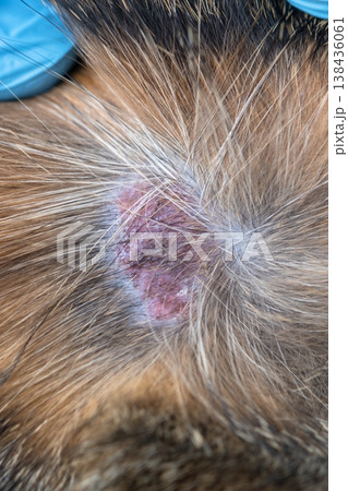 Close-up of ringworm or fungus infection on cat under fur, visible patch of irritated skin, diagnosis at vet clinic, medical care needed. 138436061