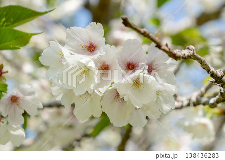 桜 桜 138436283