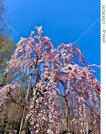 青空に映える満開の紅枝垂れ桜(三春滝桜の子孫樹)を見上げる〈岡崎城公園/愛知県岡崎市〉 青空に映える満開の紅枝垂れ桜(三春滝桜の子孫樹)を見上げる〈岡崎城公園/愛知県岡崎市〉 138436293