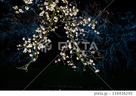桜 桜 138436295