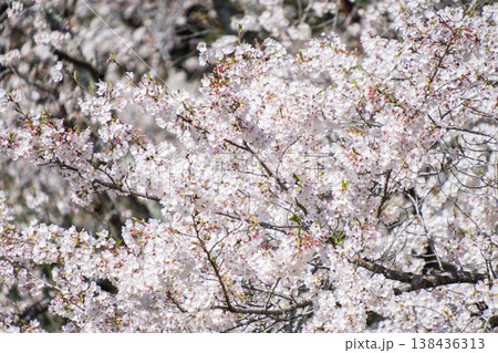 桜 桜 138436313