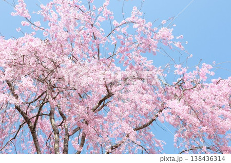 青空に映える満開の桜 138436314