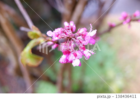 千葉県柏市　雨上がりのハナズオウ 138436411