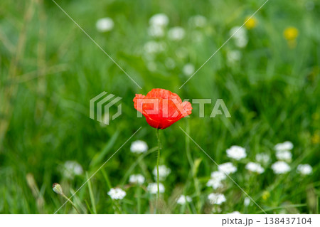 Poppies and White Flowers in a Green Field 138437104