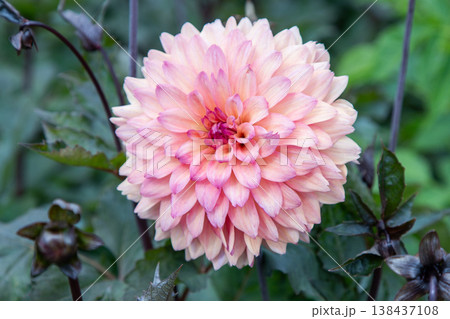 Dahlia flowers in the garden. Beige pink color flower bud. Petal Plant bloom Dahlia flowers in the garden. Beige pink color flower bud. Petal Plant bloom 138437108