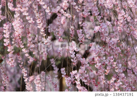 ピンクの枝垂れ桜 【長野県飯田市 麻績の里 舞台桜】 ピンクの枝垂れ桜 【長野県飯田市 麻績の里 舞台桜】 138437191