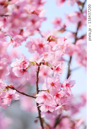 満開の陽光桜 【青空背景】 満開の陽光桜 【青空背景】 138437200