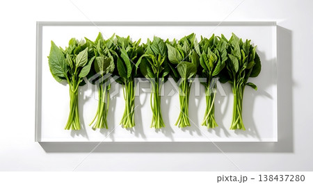 Minimalist flat lay, fresh mitsuba bunches with long tender stems and bright green leaves, arranged in a neat row on a glossy white acrylic surface  138437280
