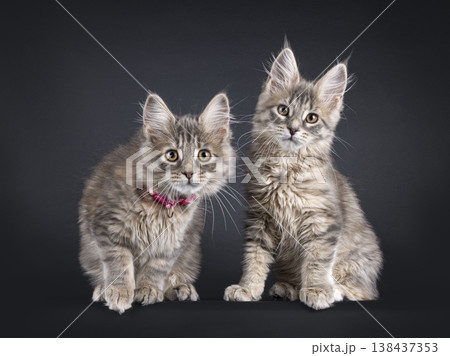 Two kittens on black backgrund Two kittens on black backgrund 138437353