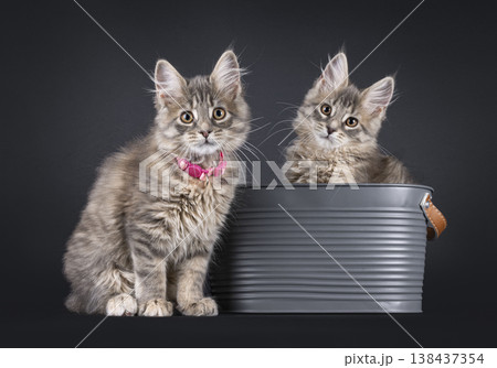 Two kittens on black backgrund 138437354