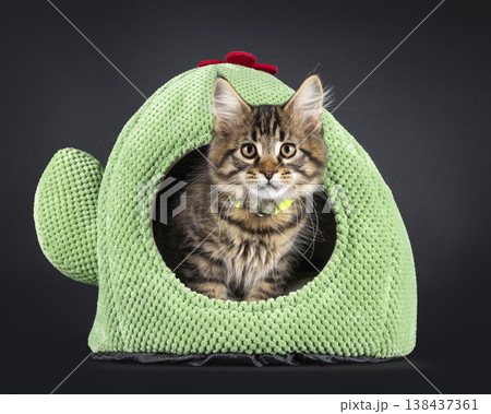 Cute Maine Coon on black background 138437361