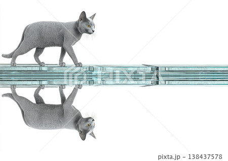 A gray cat walks on glass plates with a reflection on a white background. Space for text. A gray cat walks on glass plates with a reflection on a white background. Space for text. 138437578