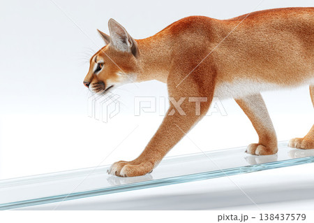 The lynx carefully walks on a narrow glass surface. Space for text. The lynx carefully walks on a narrow glass surface. Space for text. 138437579