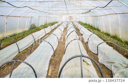 Interior of a greenhouse for growing organic vegetables. Interior of a greenhouse for growing organic vegetables. 138437724
