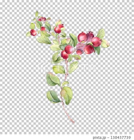 Red berries on greenery stem watercolor isolated on white. Botanical illustration of lingonberry branch with fresh vibrant fruits and green leaves hand drawn. Artwork of vaccinium vitis idaea. Red berries on greenery stem watercolor isolated on white. Botanical illustration of lingonberry branch with fresh vibrant fruits and green leaves hand drawn. Artwork of vaccinium vitis idaea. 138437739