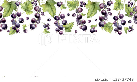 Black currant on branches watercolor seamless border isolated on white. Dark berries hand drawn on repeat background. Fresh botanical illustration for food design, packaging and fabric print. Black currant on branches watercolor seamless border isolated on white. Dark berries hand drawn on repeat background. Fresh botanical illustration for food design, packaging and fabric print. 138437745