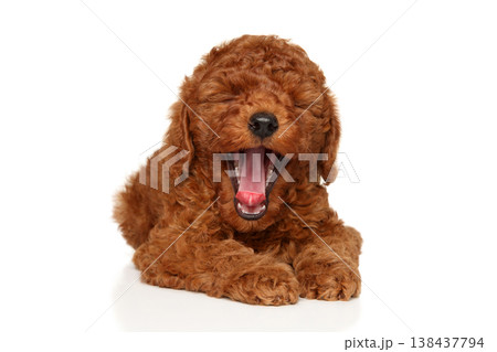 Red toy poodle puppy lying down and yawning widely 138437794