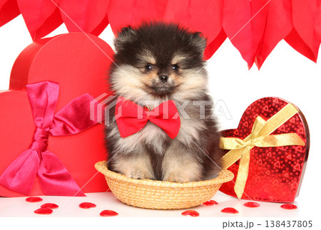 Pomeranian puppy with red bow tie sits in small wicker basket 138437805