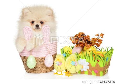 Pomeranian puppy wearing bunny ears sits in a woven basket 138437810