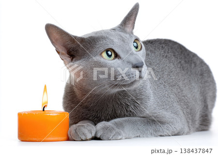 A gray cat lies next to an orange candle. A gray cat lies next to an orange candle. 138437847