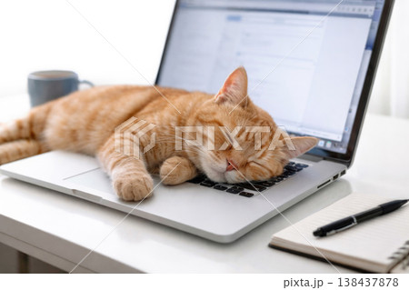 Sleeping ginger cat on laptop next to notepad. Sleeping ginger cat on laptop next to notepad. 138437878