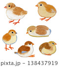 Cute Chick and Bird Collection Hand Drawn Oil Pastel and Crayon Style for Digital Diary Sticker and Stationery Design 138437919