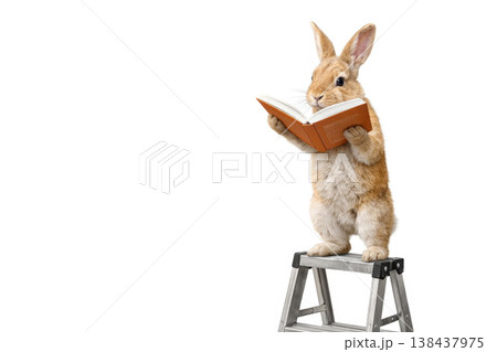 The rabbit reads a book while standing on a stepladder. Space for text. 138437975