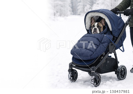 Dog in winter stroller in the snow. Space for text. 138437981