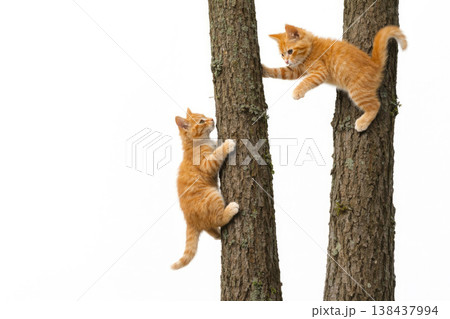 Two red kittens climb tree trunks. Space for text. Two red kittens climb tree trunks. Space for text. 138437994