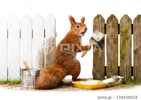 A squirrel paints a wooden fence with white paint. A squirrel paints a wooden fence with white paint. 138438028