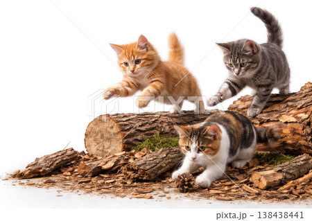 Three kittens play on logs and bark. Space for text. Three kittens play on logs and bark. Space for text. 138438441