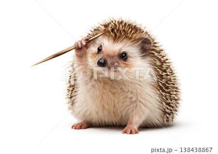 The hedgehog holds a long wooden stick on a light background. The hedgehog holds a long wooden stick on a light background. 138438867