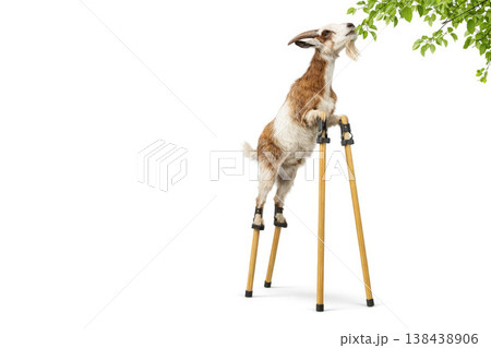 A goat on stilts reaches for the branches of a tree. Space for text. 138438906