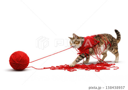 The cat is entangled in red yarn and pulls a ball of thread. Space for text. 138438937