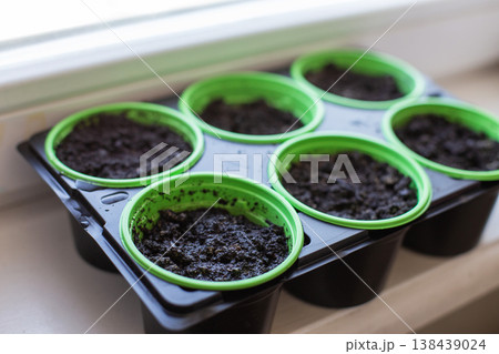 Seedling tray with potting soil on window sill Seedling tray with potting soil on window sill 138439024